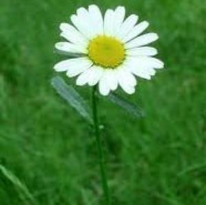 Meet your Posher, Melba